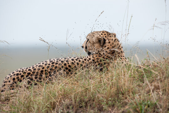 Cheetah roams through its territory