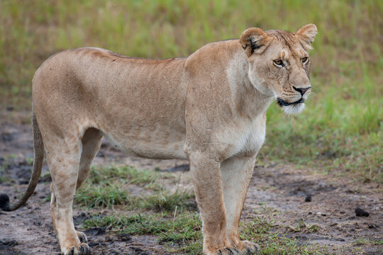 lion cub and lioness