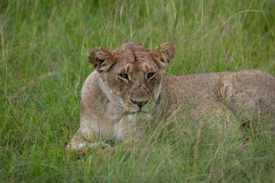 lion in the grass