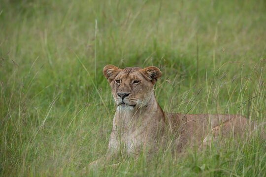 lioness in the grass