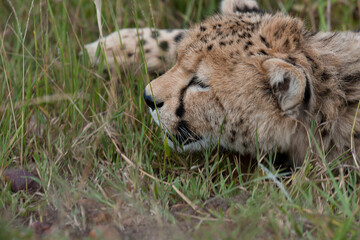 Cheetah roams through its territory © Herbert