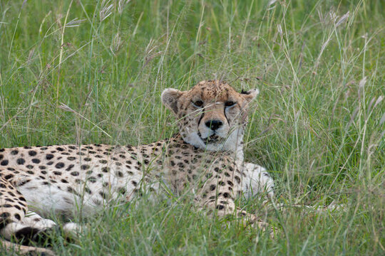 Cheetah roams through its territory