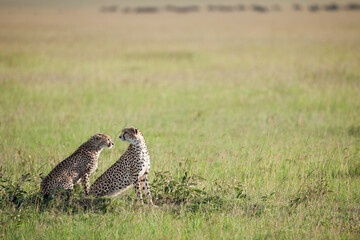 Cheetah roams through its territory © Herbert