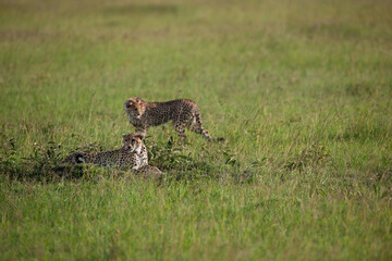 Cheetah roams through its territory © Herbert