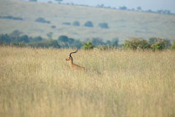 Herd of Antelope in wild of Kenya © Herbert