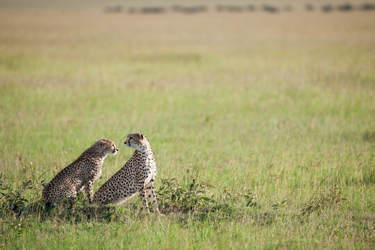 Cheetah roams through its territory