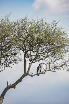 eagle on the tree in the Masai Mara
