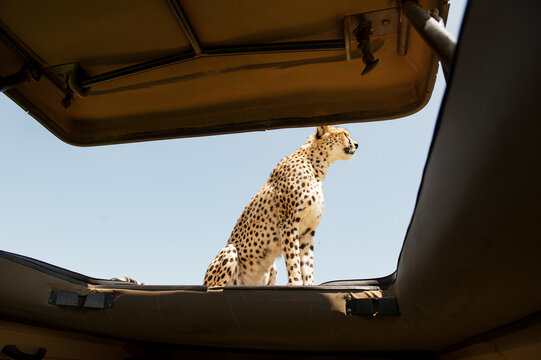 Cheetah in the Savannah of Kenya