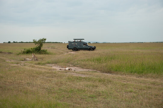 Cheetah roams through its territory