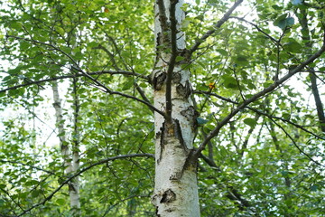 Fototapeta premium Nahaufnahme einer Moor-Birke (Betula pubescens) im Sommer