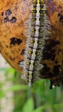 A detailed macro panning video moving from head to tail, showcasing a large furry Lappet moth caterpillar (Trabala vishnou) with distinctive patterns resting on a ripe pomegranate fruit in the garden.