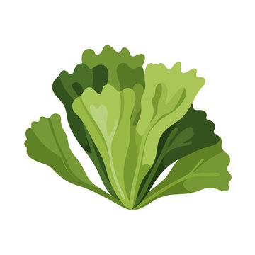 Sea Lettuce Algae Vector Design