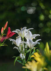 Die schönsten Lilien blühen im Halbschatten gerade im Garten auf © Winfried