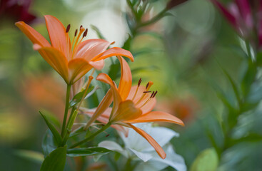 Die schönsten Lilien blühen im Halbschatten gerade im Garten auf © Winfried