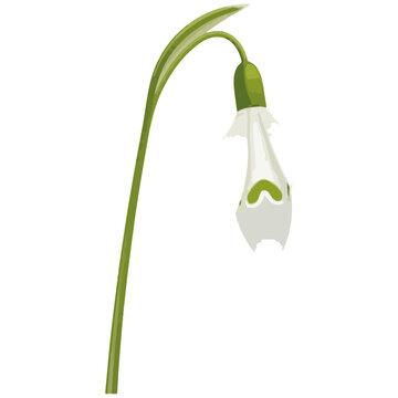 Snowdrop Flower Minimalist Vector Illustration Botanical Design Element