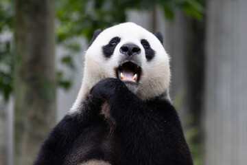 Fototapeta premium Close up male panda returned from USA, Xiao Qi Ji