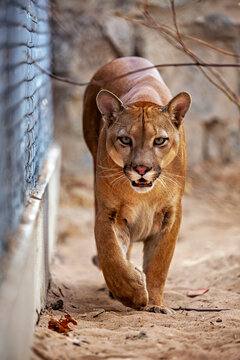 A mountain lion, also known as a puma, in an enclosure in Petrolina, Brazil (Puma concolor)