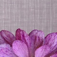 Purple orchid petals with linen fabric texture background © Alpaka