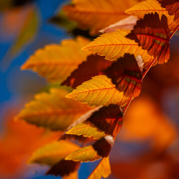 Vivid Autumn Leaves Close-Up Against a Bright Blue Sky