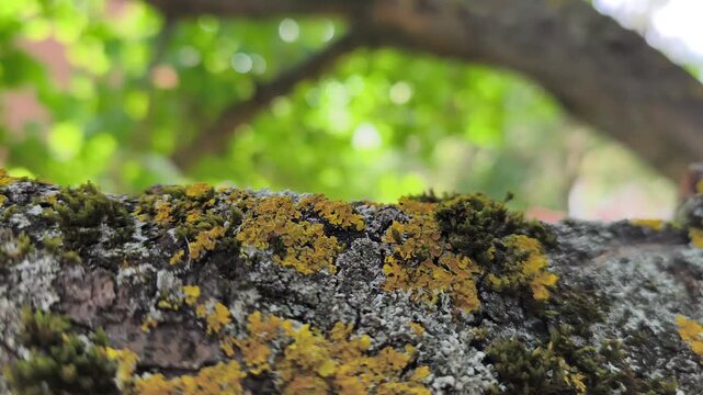 Yellow lichen and green moss on horizontal tree branch