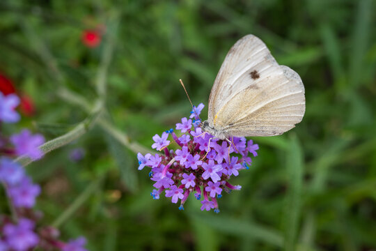 Cabbage white butterfly on pretty Verbena Purpletop flowers. The insect with delicate white wings and distinctive black spot is in profile to the camera.