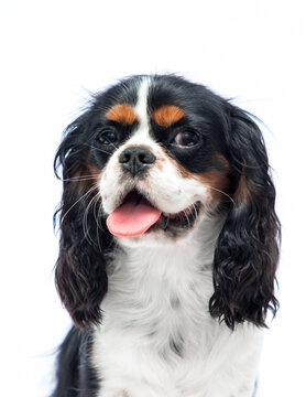 Smiling Cavalier King Charles Spaniel looking at camera.