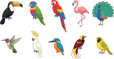 Beautiful tropical birds cartoon characters set including colorful parrot toucan flamingo peacock and hummingbird vector illustration © Md