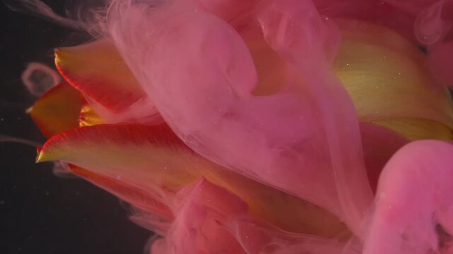 Vertical video. Paint nature. Blend fluid. Blur pink color liquid smoke yellow red tulip petals wet mist flower on abstract background.