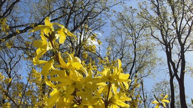 Forsythia golden bell yellow bell-shaped Easter tree spring blossoms. 