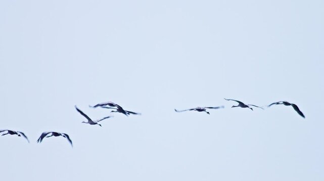 Common Cranes Flying Over Farmland at Winter Sunrise | 4K Wildlife Footage