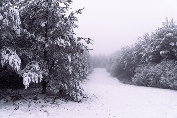Winter, snow, trees, snow on the trees © rob