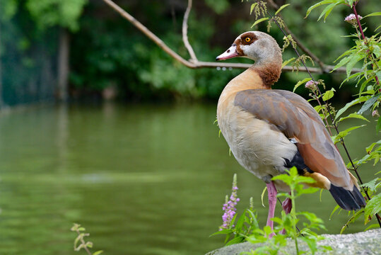 Profile of an Adult Egyptian Goose Perched on a Rock by a Quiet Lake with Copy Space