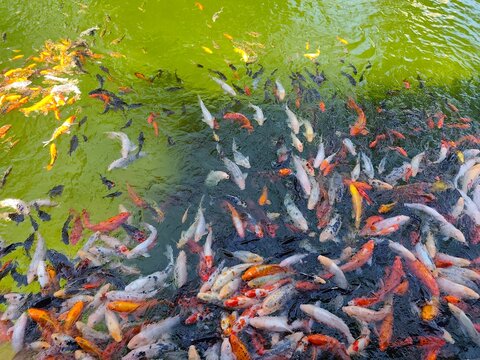 Colorful koi fish swimming densely in green pond water, top view of orange, white and black carp near the surface.
