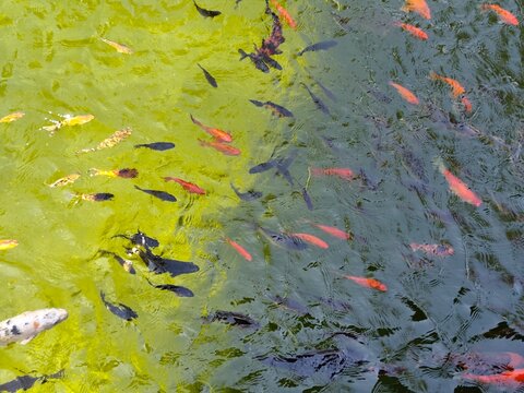 Colorful koi fish swimming densely in green pond water, top view of orange, white and black carp near the surface.
