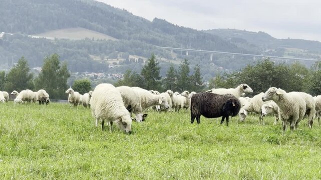 Flock of sheep grazing on a green meadow in the countryside, with one black sheep standing out against rolling hills and a cloudy sky.