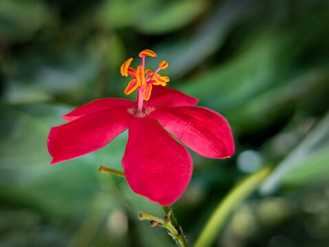 A stunning macro photograph featuring a bright crimson tropical flower, resembling species like Jatropha integerrima or Hibiscus hirtus, captured in sharp focus.