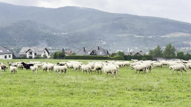 Flock of sheep grazing on a green field near village houses with misty hills in the background, showing peaceful rural life and farming in the countryside.