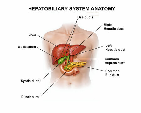 Hepatobiliary System Anatomy with Liver, Gallbladder, Bile Ducts and Pancreas	
