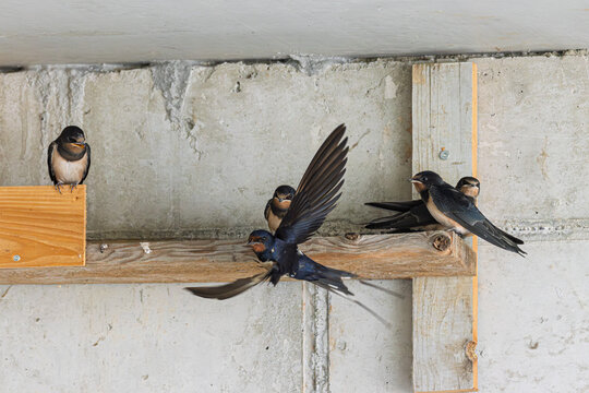 Rauchschwalbe (Hirundo rustica) f&uuml;ttert ihren Jungvogel