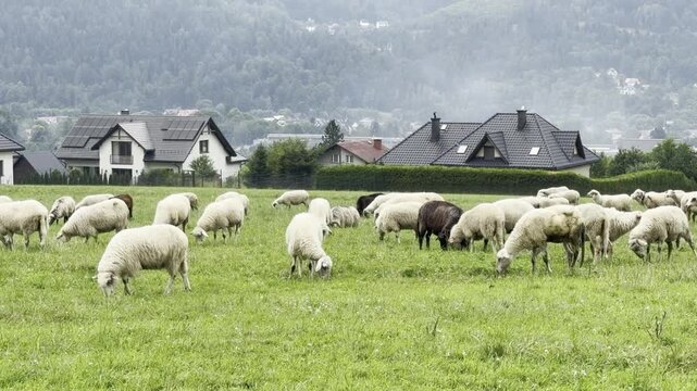Sheep graze in a green field near village houses with misty hills in the background, showing peaceful rural life, farming, and nature in the countryside.
