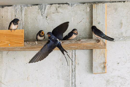 Rauchschwalbe (Hirundo rustica) f&uuml;ttert ihren Jungvogel