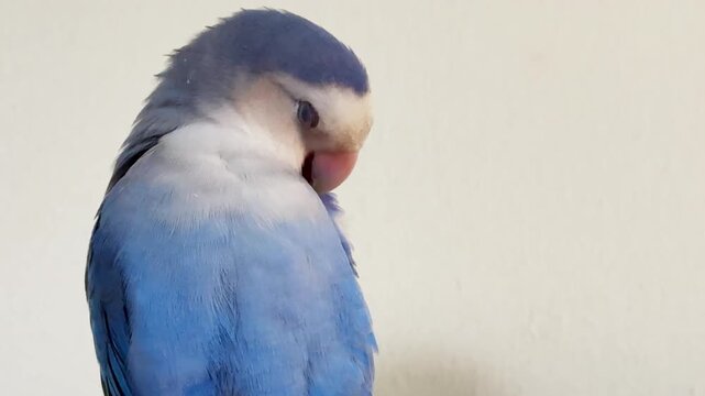 Cute Blue Roseicollis Parrot Preening Feathers Against White Background
