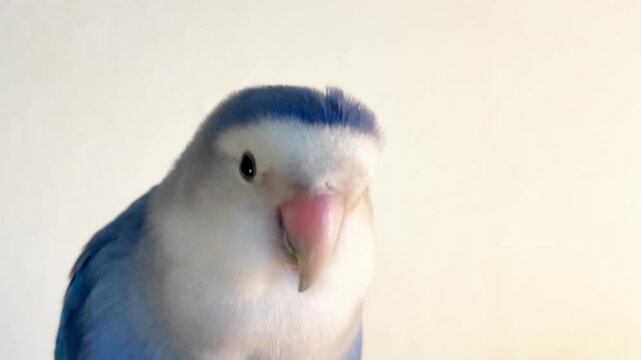 Cute Blue Roseicollis Parrot Preening Feathers Against White Background