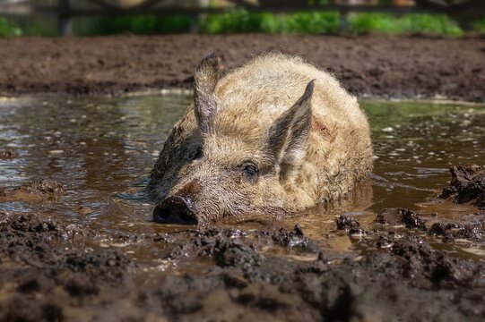 Pig Wallowing in Muddy Puddle on Farm