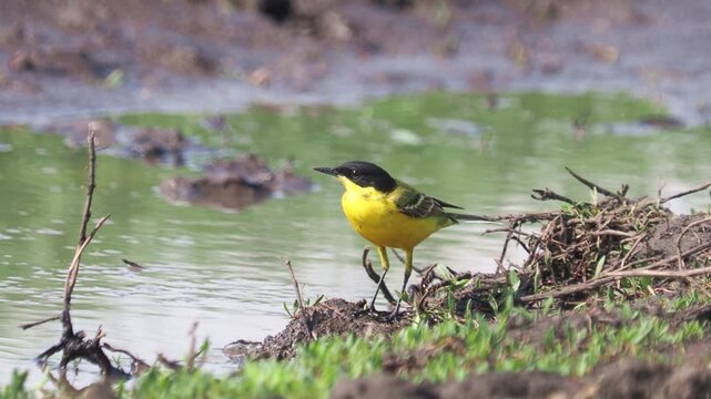 Yellow wagtail (Motacilla flava) male singing on the ground