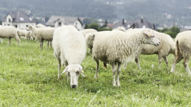 Two white sheep grazing in a green pasture with a flock in the background, showing calm rural farm life and natural outdoor scenery.