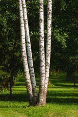 Obraz premium Four white birch tree trunks in a sunny green park.