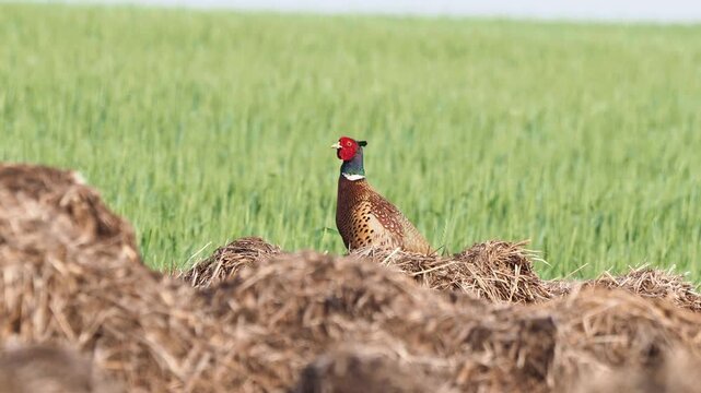 Pheasant (Phasianus colchicus) male standing on a haystack, scanning the surrounding countryside