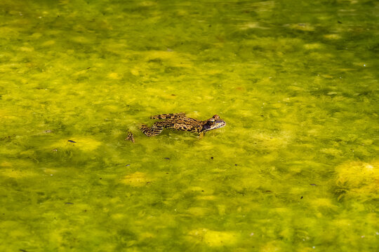 Leopard frog swimming in green algae covered water surface