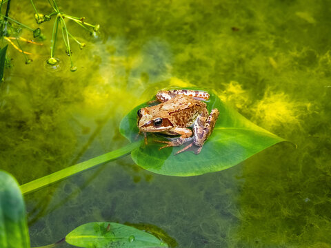 An artistic and whimsical concept of the Frog Princess (Tsarevna Lyagushka) from the famous Russian fairy tale.